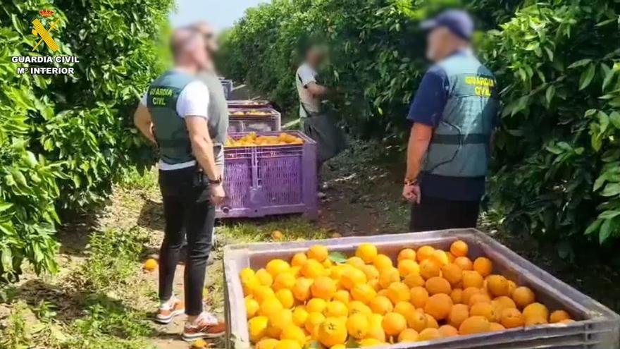 Los agentes se incautan de cítricos tras sorprender a los autores del robo en fincas del Aljarafe y de las marismas del Guadalquivir.