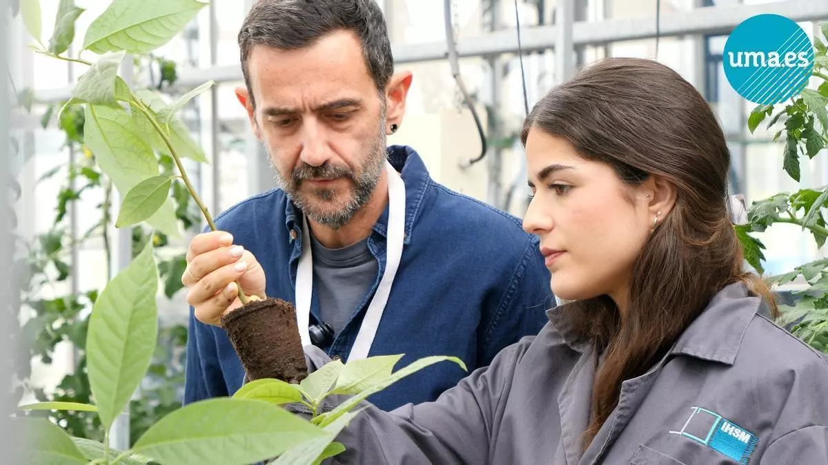 La agricultura ecológica puede favorecer la resistencia a la sequía, según un estudio de la UMA