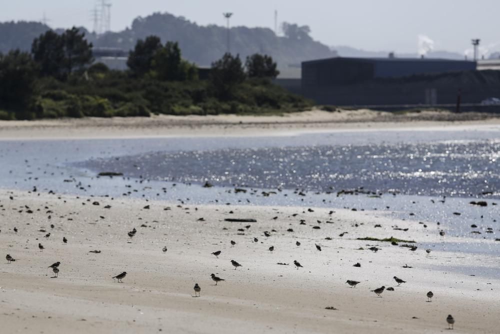 Pájaros en la charca de Zeluan y ensenada de Llodero