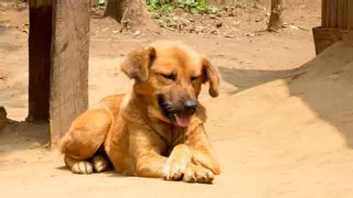 ¿Tu perro sufre con el calor? Descubre cómo refrescarlo y evitar golpes de calor