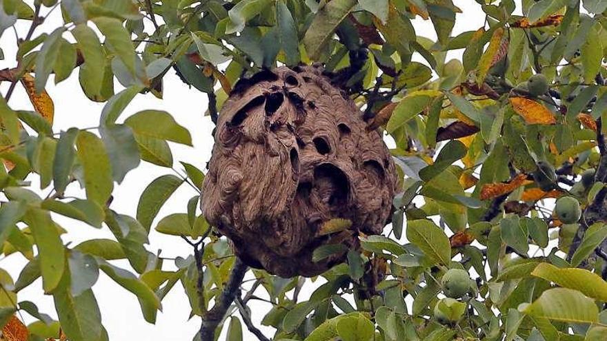 Una colmena de avispas asiáticas en Pereiró. // Marta G. Brea