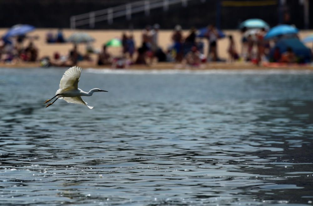 Imágens de la ola de calor en Gijón.