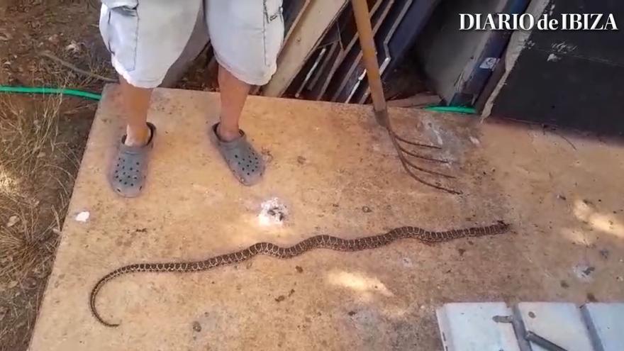 Encuentran en Ibiza una &quot;violenta&quot; serpiente de 1,5 metros