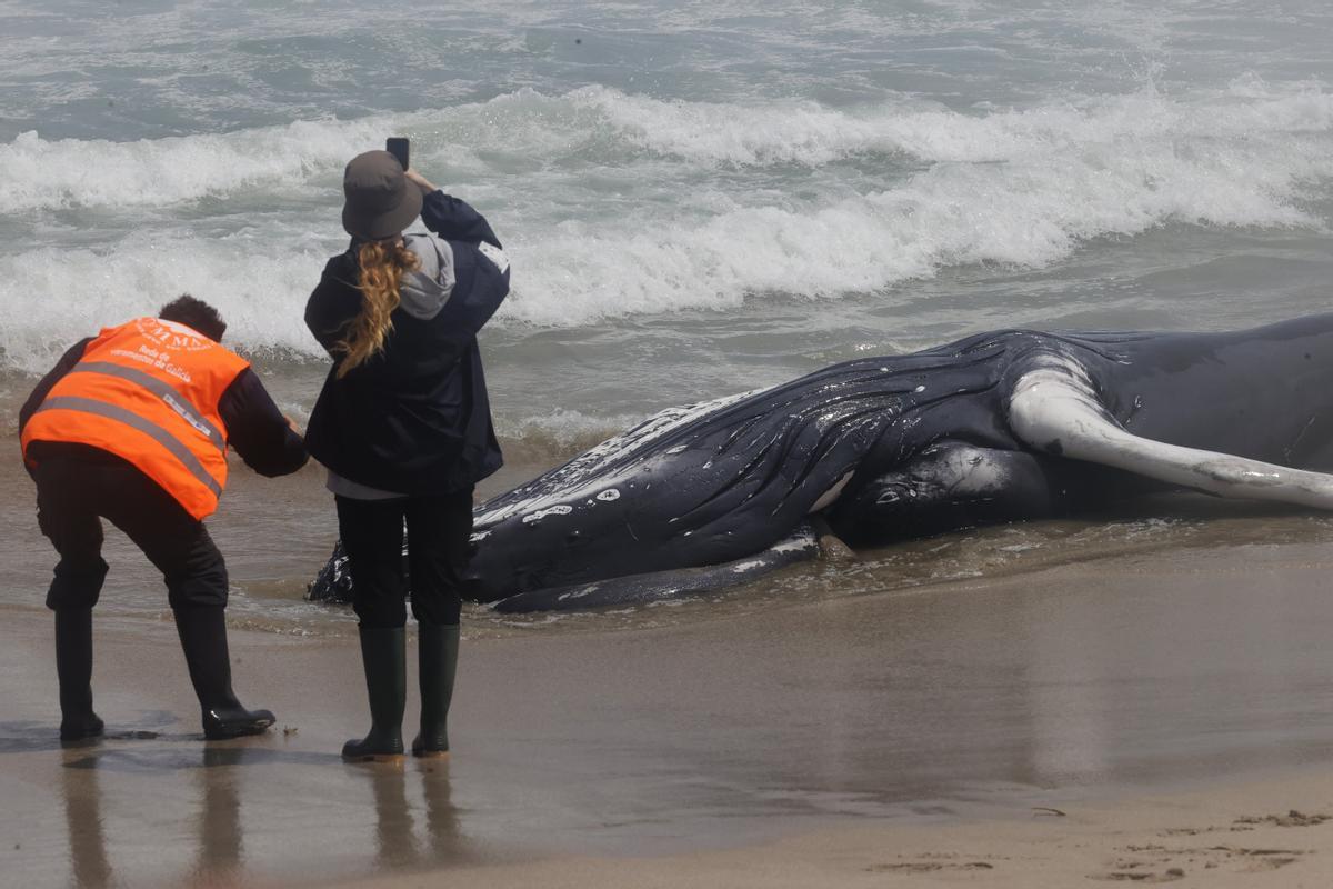 Aparece un ejemplar de ballena jorobada varada en la playa de Marmadeiro (Ferrol)