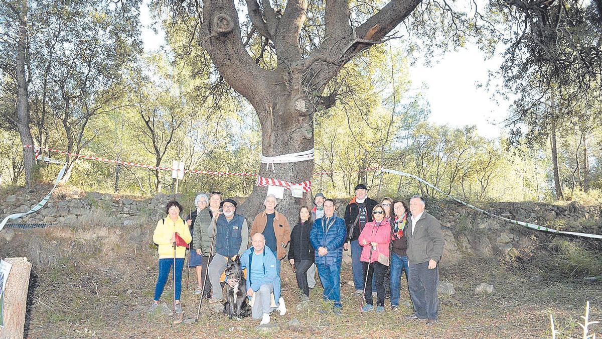 Vecinos de la localidad de Caudiel han salvado de la tala una emblemática carrasca centenaria.