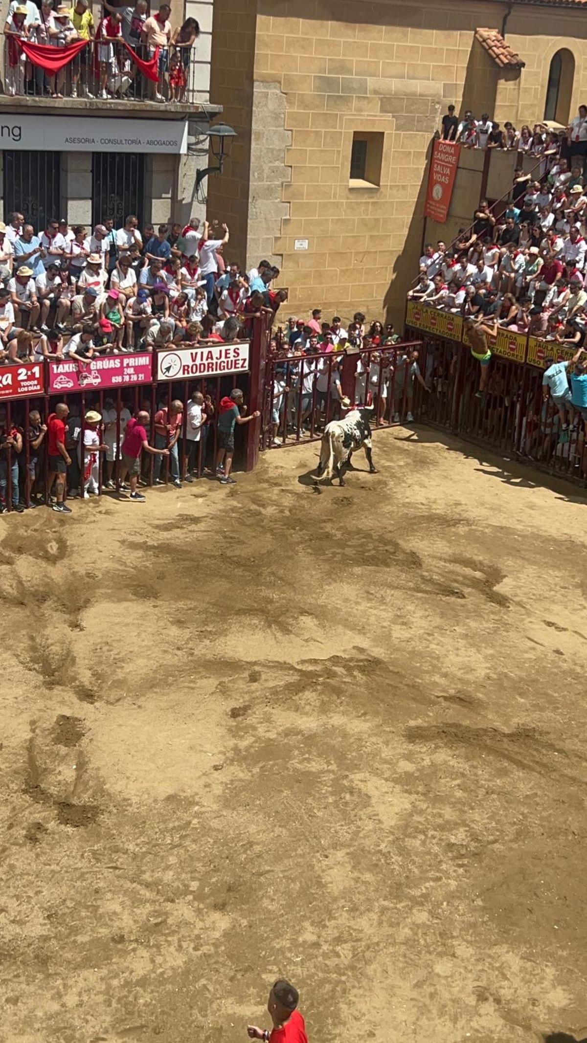 Uno del os toros lidiados en la plaza en estas fiestas.