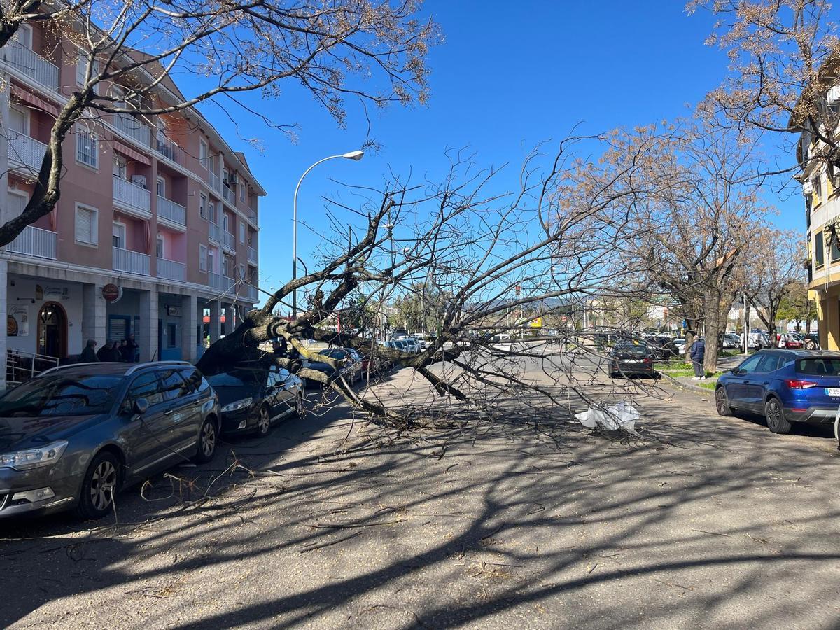 Árbol caído en el barrio del Guadalquivir, cortando el tráfico en ambos sentidos de la calzada.