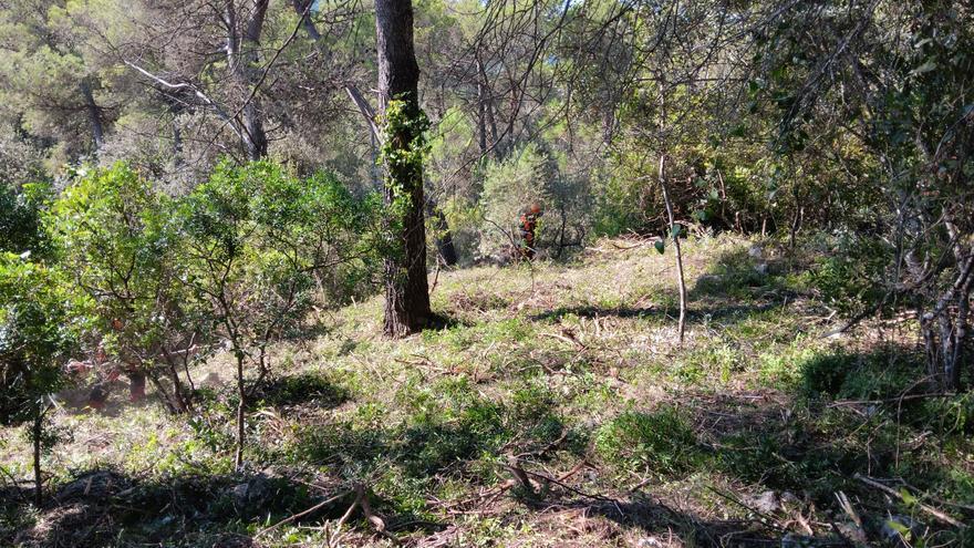 Villalonga limpia la Llacuna y Montecorona para prevenir incendios