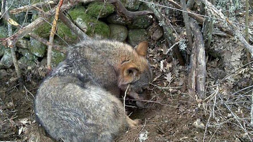 Un lobo atrapado en un lazo en las inmediaciones de Anta de Rioconejos.