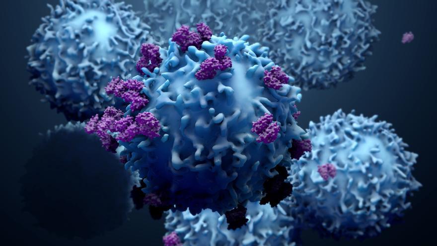 Las células T tienen una función clave en la lucha contra las infecciones y los cánceres.