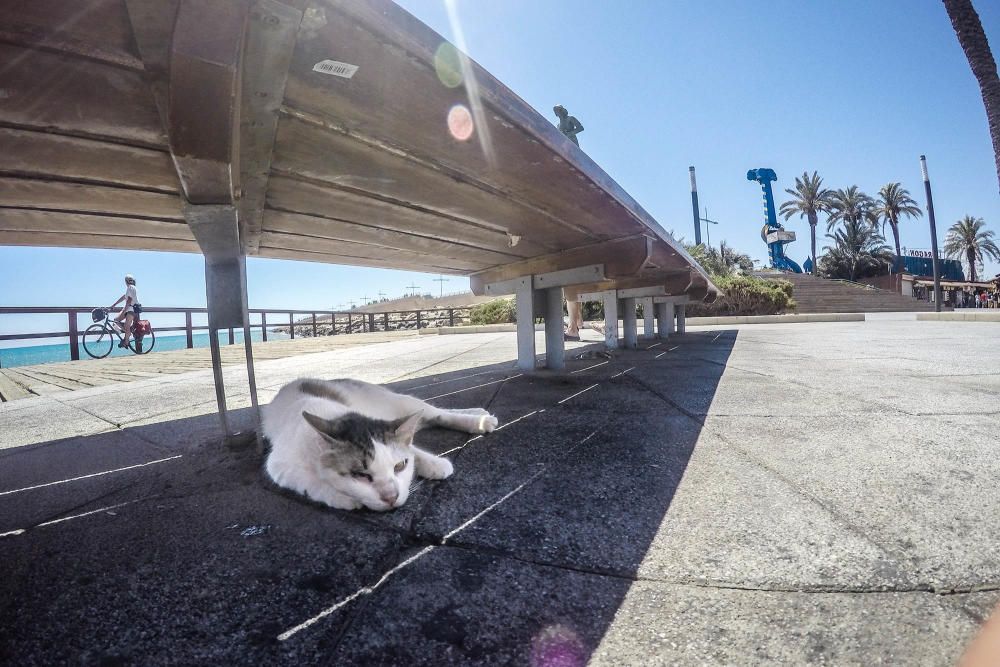 Gatos en Torrevieja