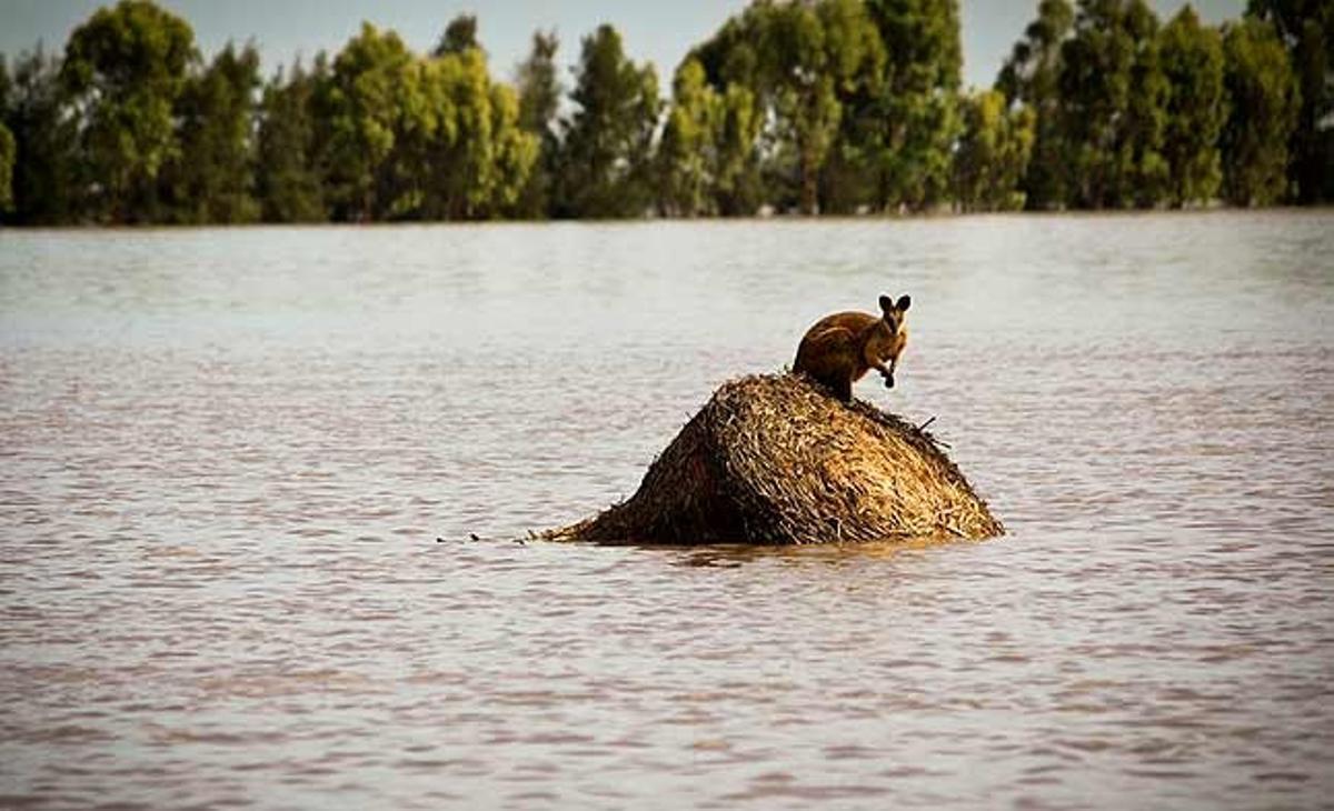 Un cangur està atrapat en una muntanya de fenc envoltat d’aigua als afores de la ciutat de Dalby, a Queensland (Austràlia).