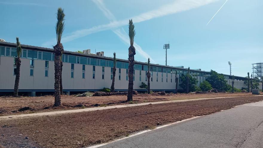 San Vicente se abona al verde: más de 450 árboles plantados 