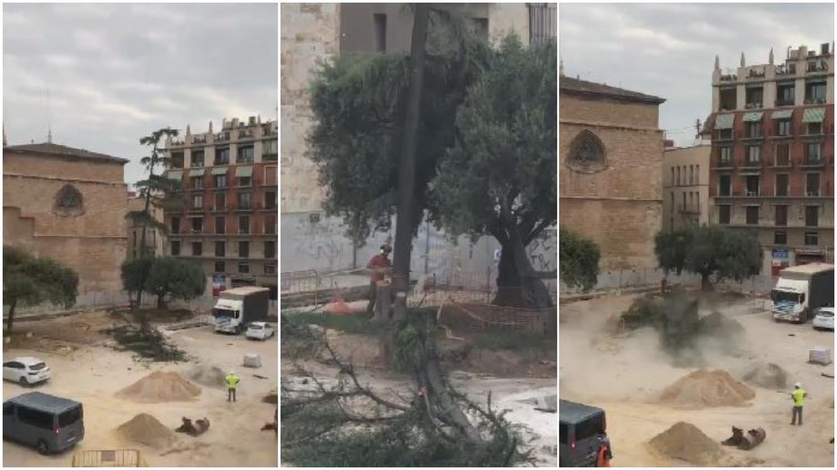 Tala de un árbol protegido en la Plaza de la Reina de València