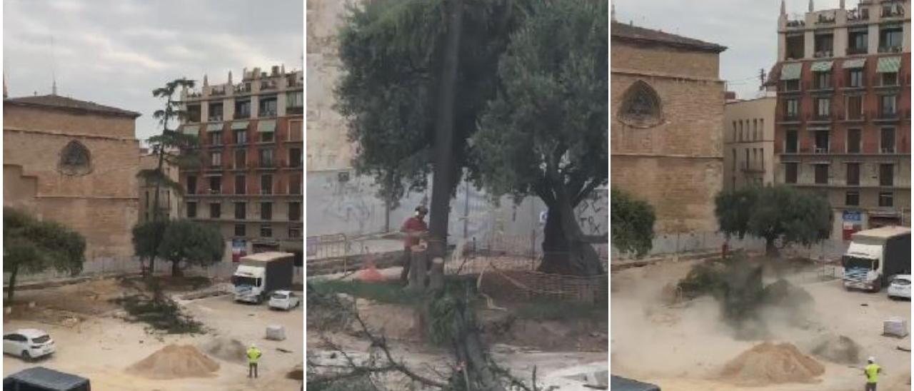 Tala de un árbol protegido en la Plaza de la Reina de València