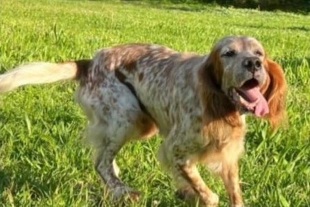 Chispa desapareceu da súa casa de Ameixenda, en Cee.