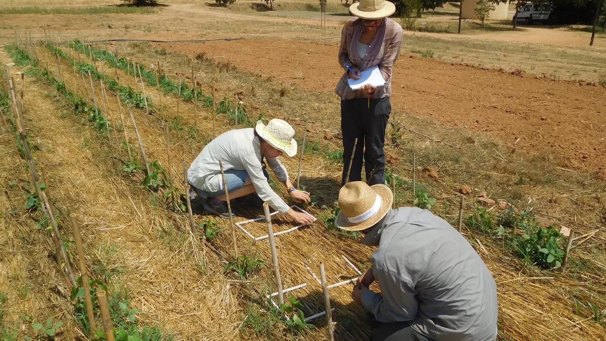 Agricultura ecológica