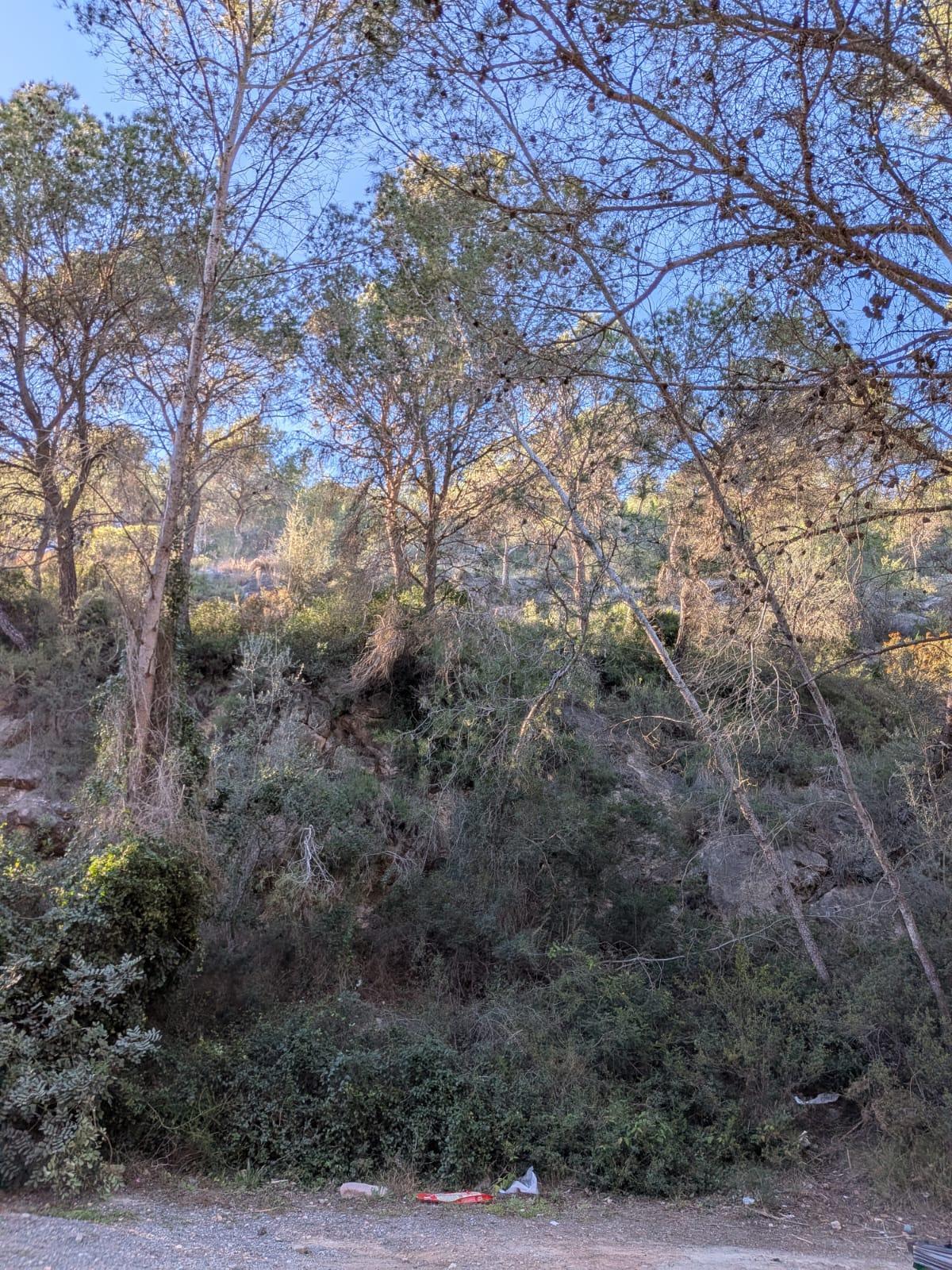 Zona de pinos en mal estado.