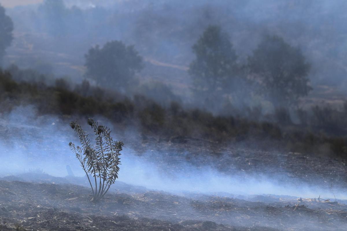 GRAF1722. SAN MARTÍN DE TÁBARA (ZAMORA), 18/07/2022.-Zona afectada por el incendio forestal registrado en la comarca de Tábara (Zamora).EFE/Mariam A. Montesinos