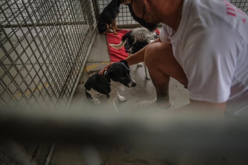 Volcán en Canarias: recogida de animales afectados por la erupción