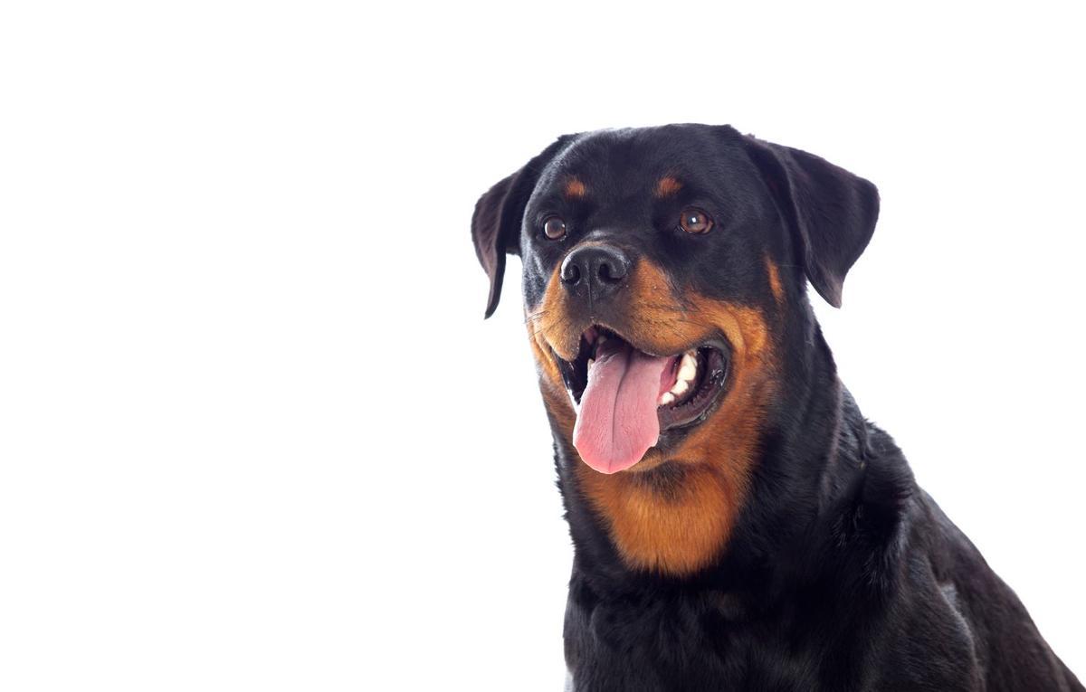 Rottweiler.