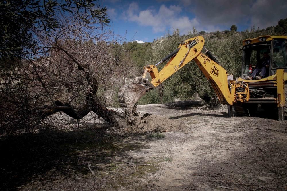 La Xylella se extiende por la provincia