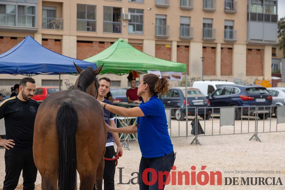 Control veterinario de los Caballos del Vino en Caravaca