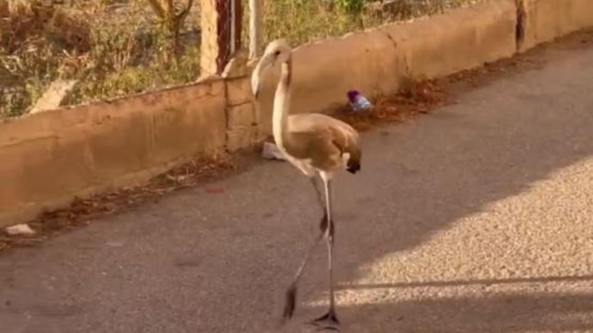 Un flamenco, caminando por la huerta de Murcia