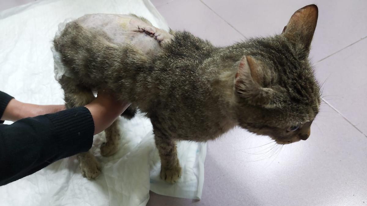 El gato Vulcano busca hogar tras sufrir un grave atropello en el Grau de Castelló