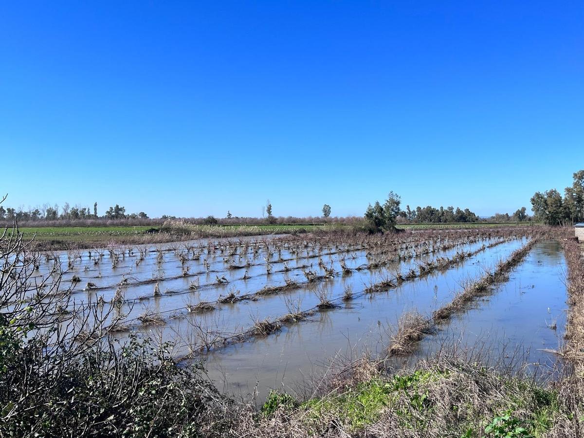 Un campo de frutales anegado tras las borrascas.