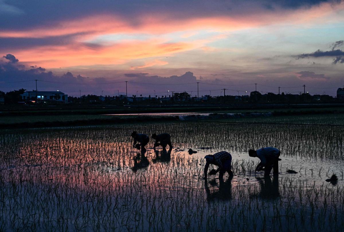 Plantar arroz de noche en Vietnam