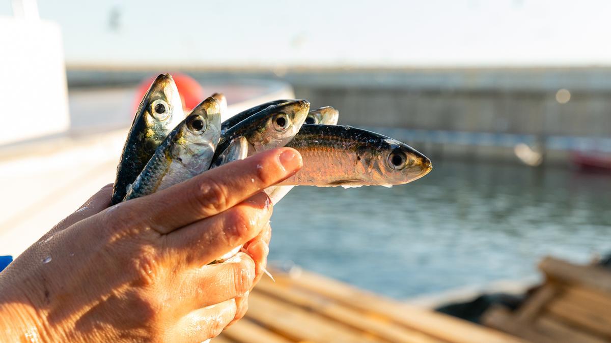 "I tota la pesca" es una campaña para reconocer el papel esencial del sector pesquero