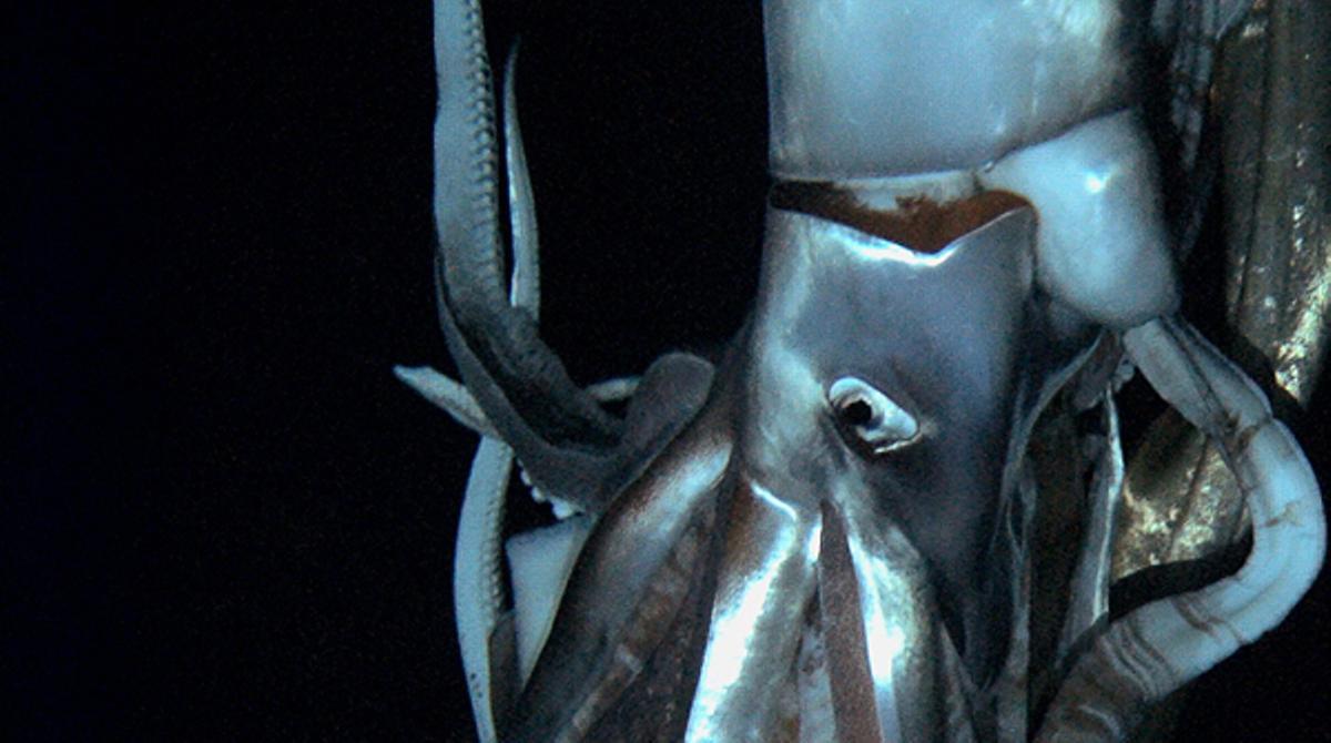 Són les primeres imatges en moviment del calamar gegant en el seu hàbitat natural.