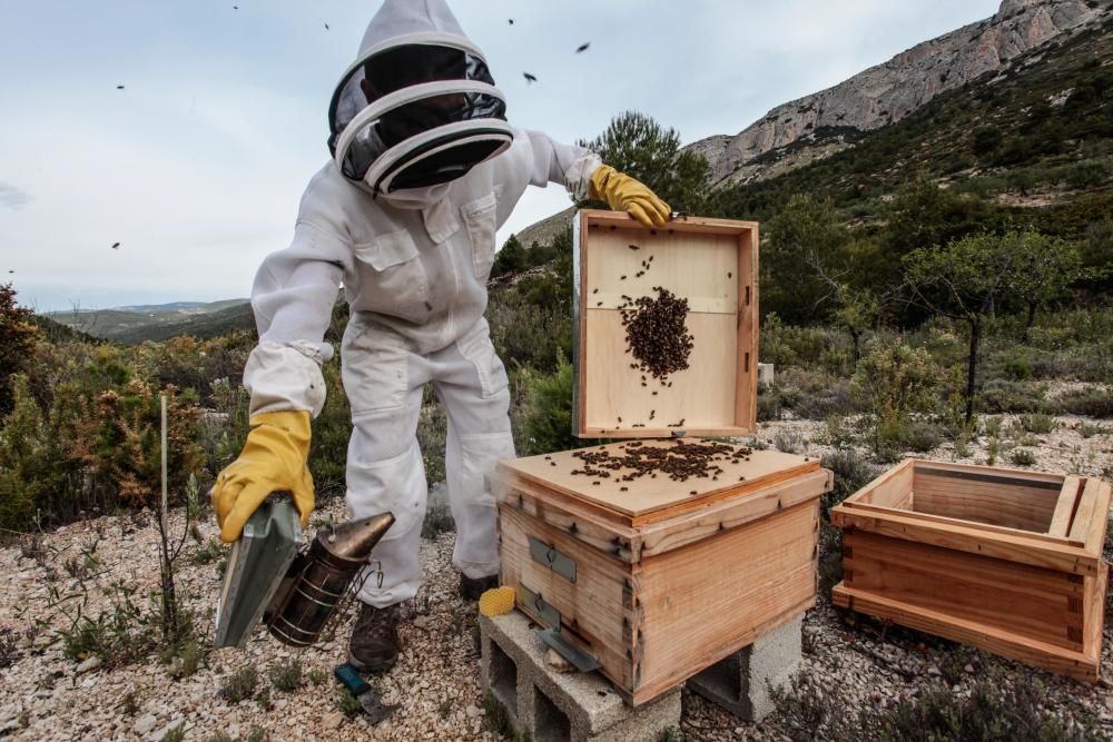 La fumigación contra la Xylella acaba con el 30% de los panales de abejas de la provincia de Alicante.