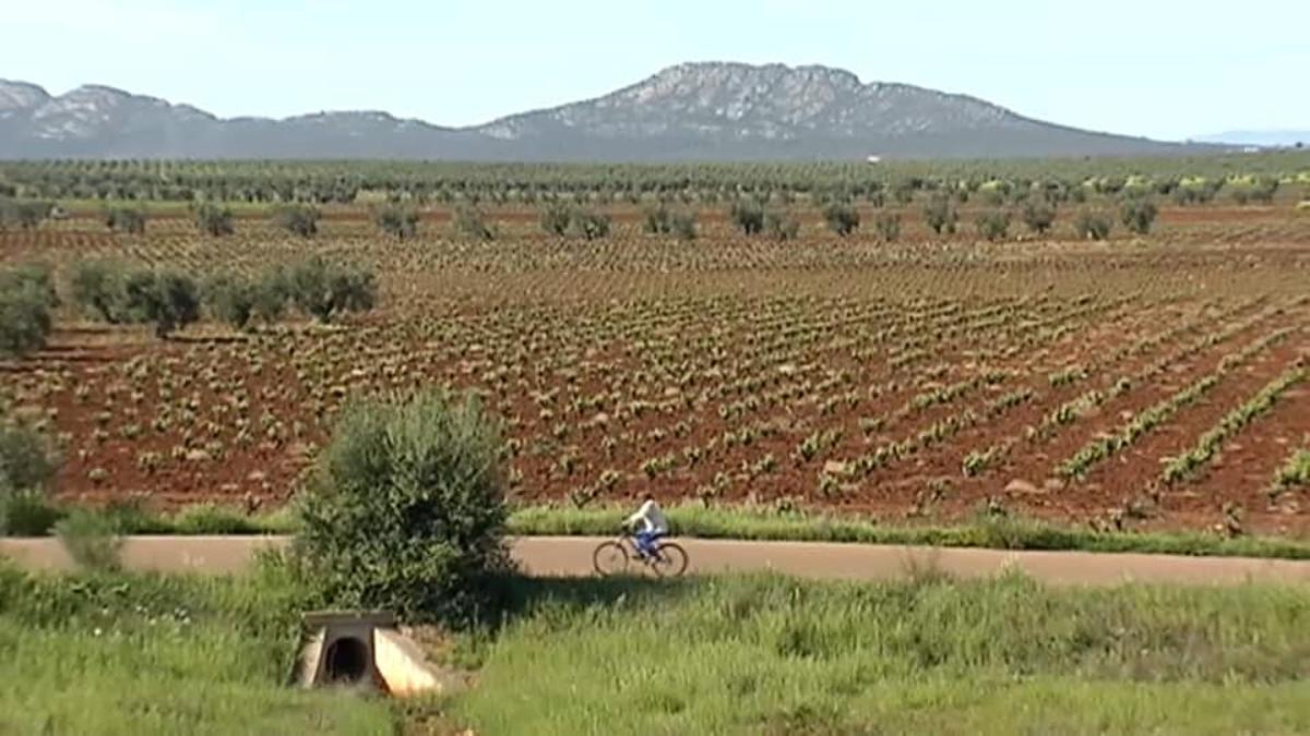 Zona de viñedos en la comarca.