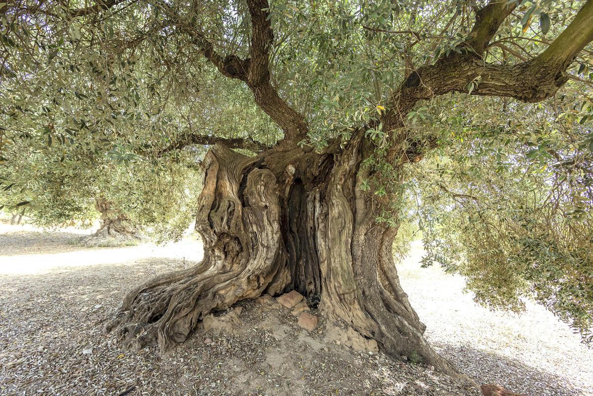 El olivo más antiguo de Traiguera.
