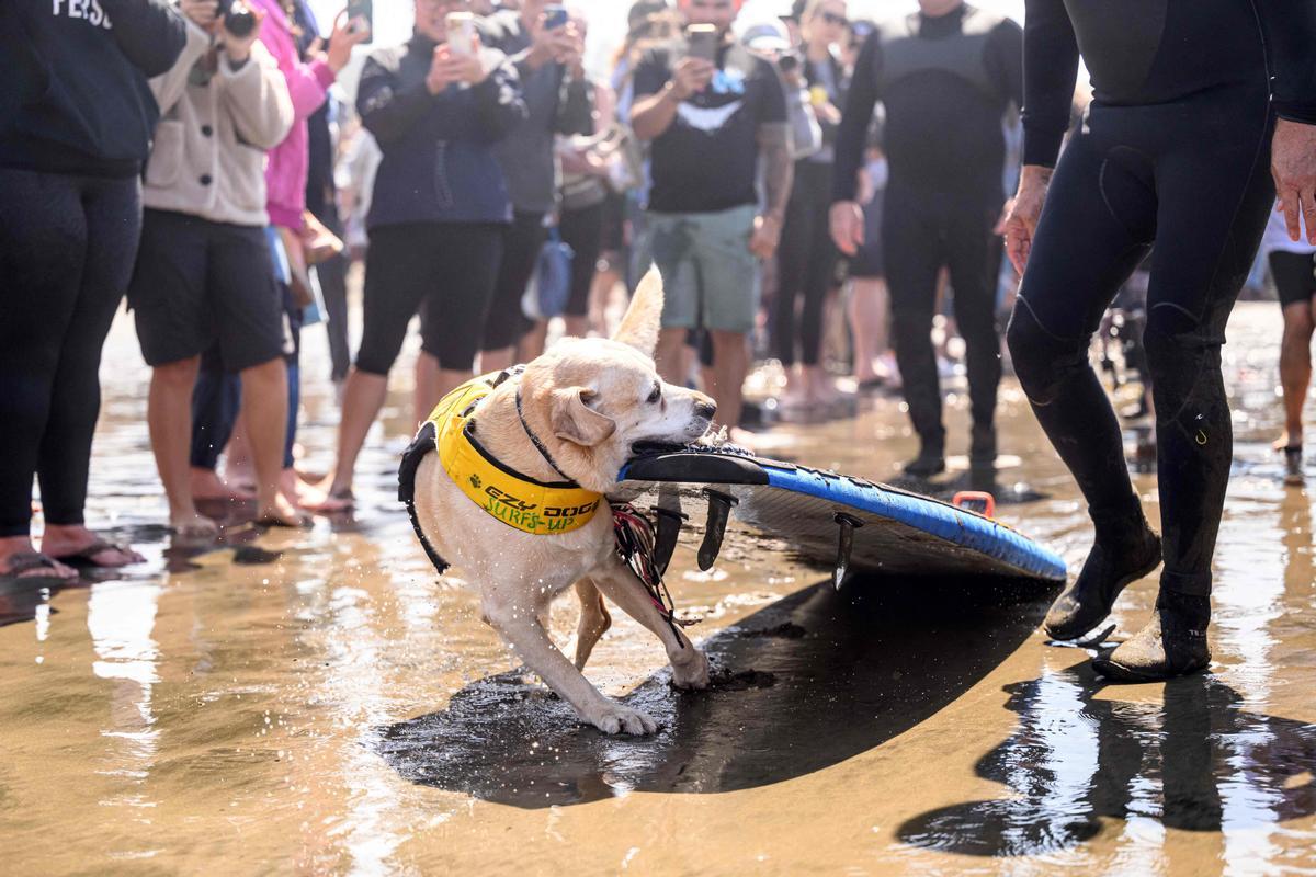 Hicieron un torneo de perros surfistas en California