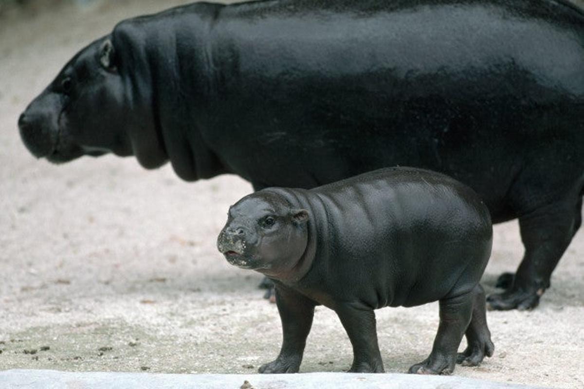 Zoológico de Basilea (Suiza)