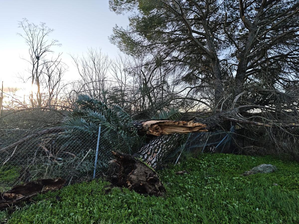 Uno de los árboles caídos en la residencia de mayores El Conquistador