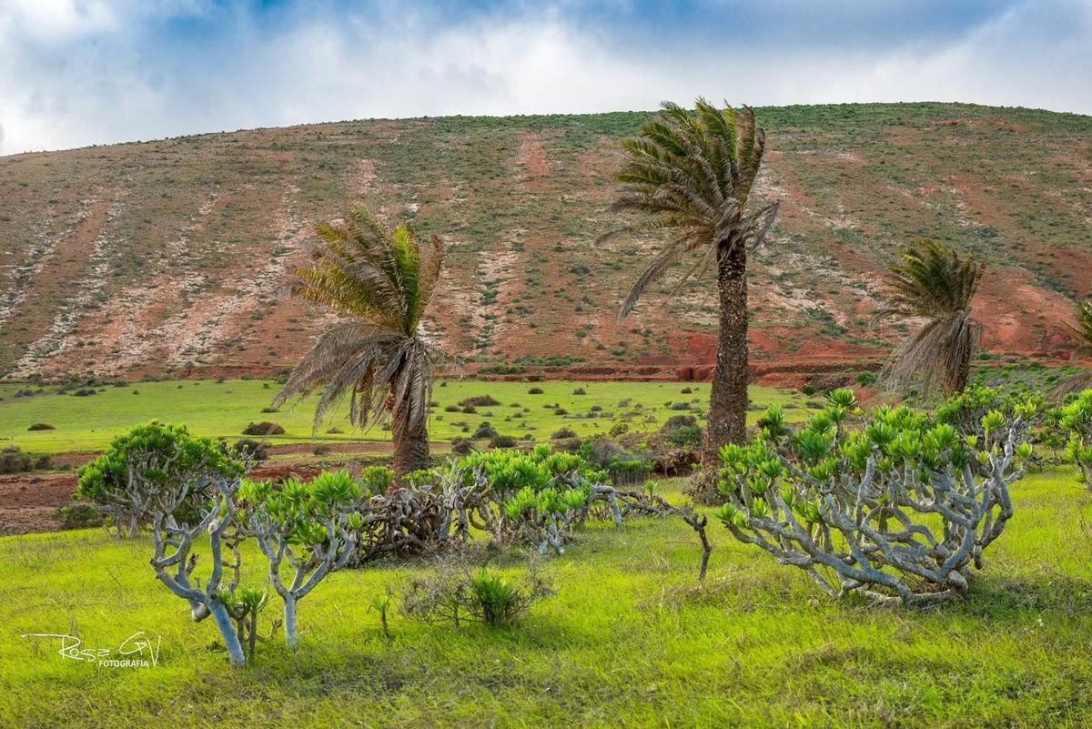 Teguise se cubre de verde tras las últimas lluvias de 2025 en Lanzarote