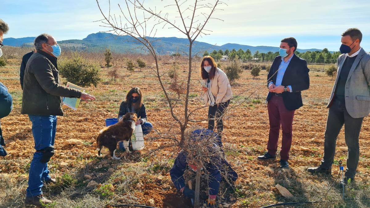 El cultivo de trufa negra, contra la despoblación de la Región