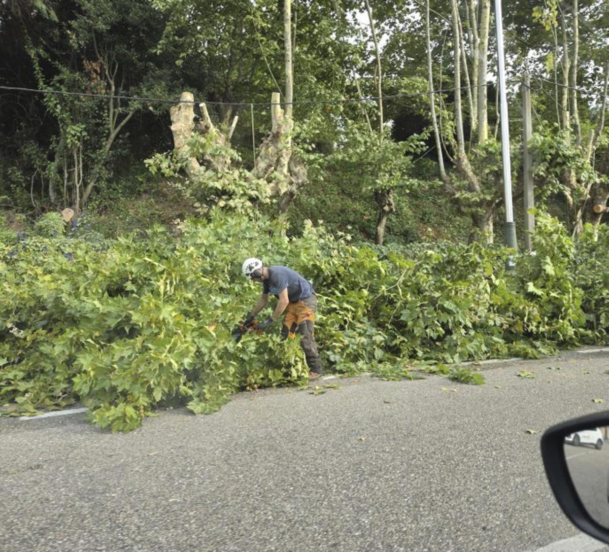 Retirada de maleza en la finca de García Arenal.