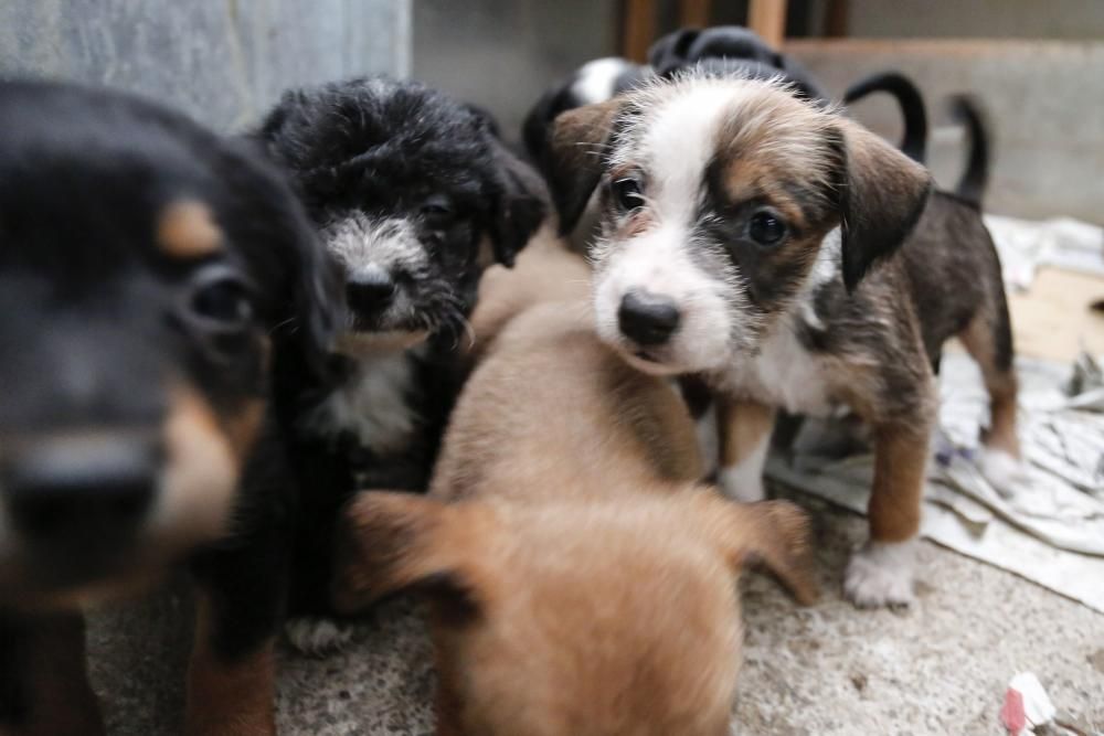 El abandono de perros se dispara por el verano