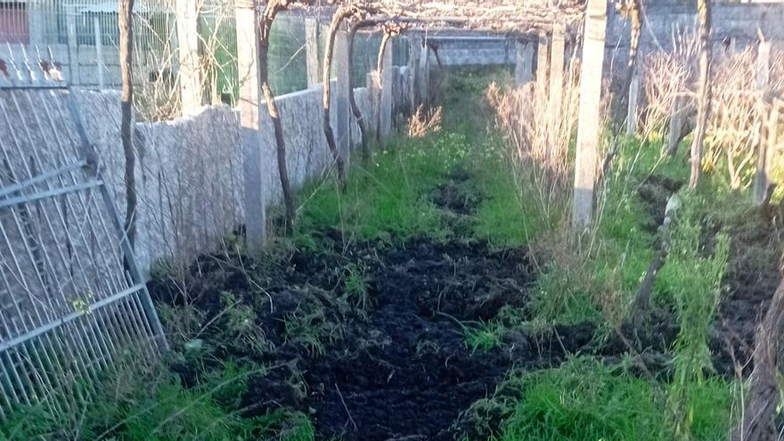 El jabalí destroza tierras de cultivo y viñedos