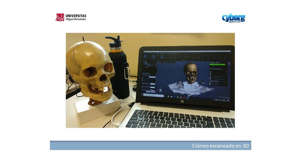 Un cráneo escaneado en tres dimensiones por la UMH de Elche.