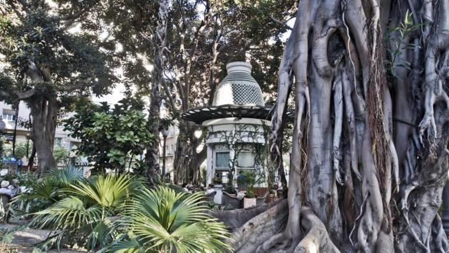 Ficus centenarios Los tesoros del centro