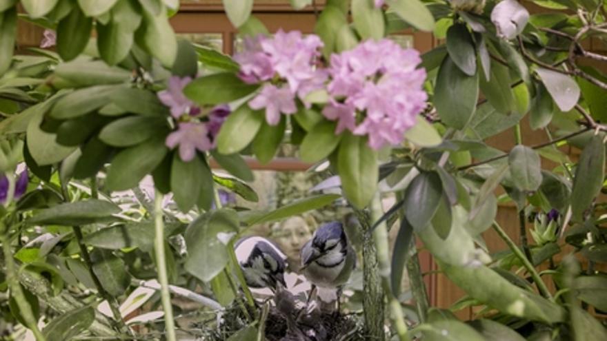 Jardín salvaje. La naturaleza que nos rodea