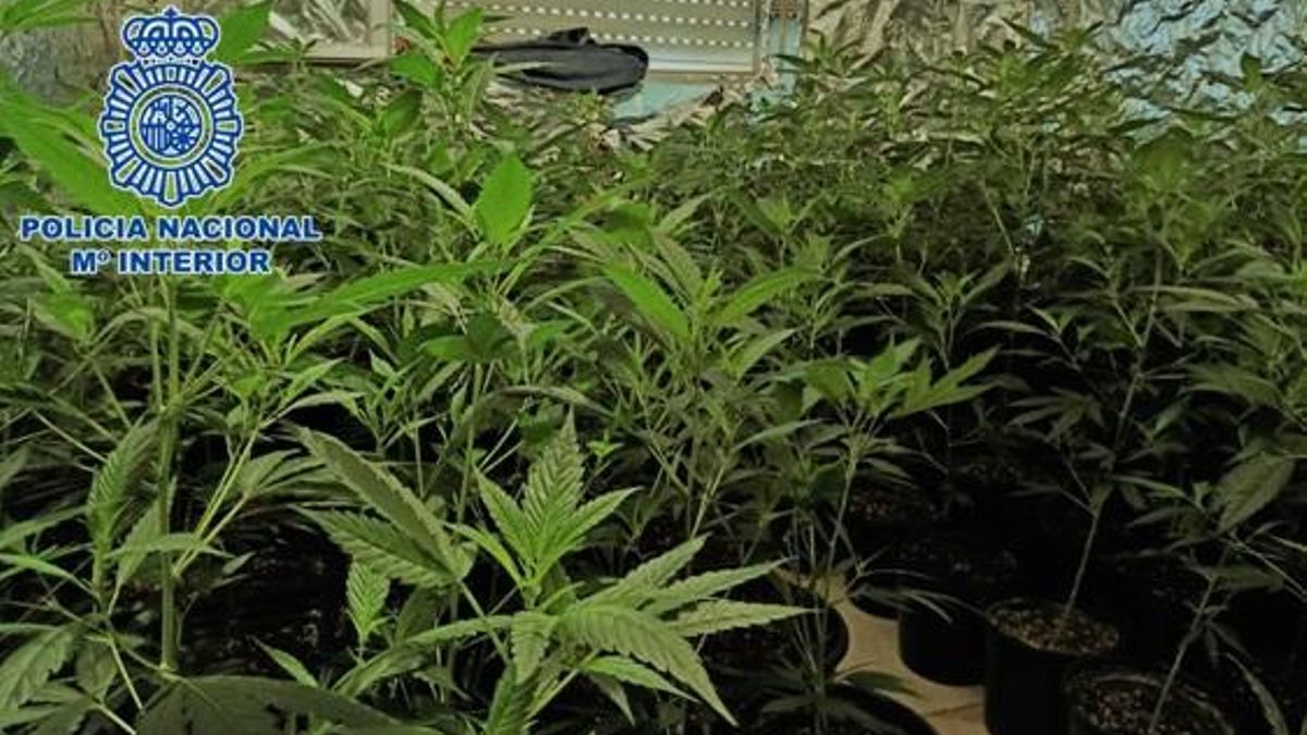 Plantas de marihuana incautadas por la Policía Nacional, en una imagen de archivo.