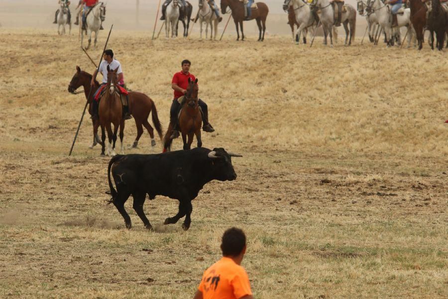 Segundo encierro taurino en Guarrate