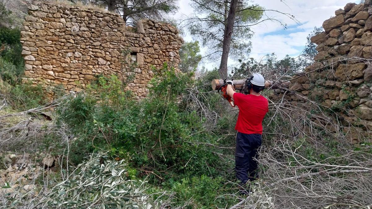 Uno de los trabajadores siera un pino caído y muerto